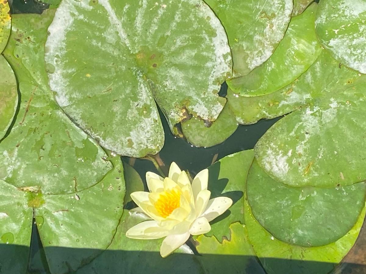 Icuka Vendeghaza